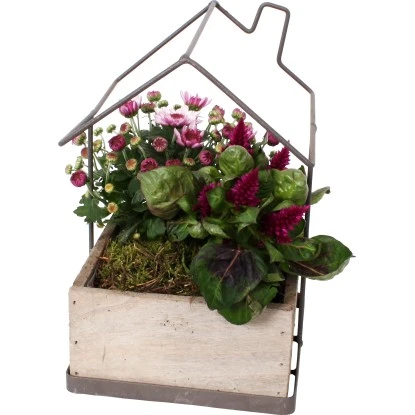 Pflanzenarrangement Im Haus-Gefäß Höhe Ca. 20 - 25 Cm Ø Ca. 25 Cm 3 Pflanzenarrangement Im Haus-Gefäß Höhe Ca. 20 - 25 Cm Ø Ca. 25 Cm