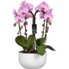 Schmetterlingsorchidee 4-Trieber Weiß In Keramik Topf-Ø Ca. 25 Cm