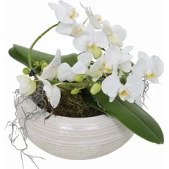 Arrangement MitSchmetterlingsorchidee Topf-Ø Ca. 23 Cm -Günstiges Heissner Geschäft 8719194106734 4883 1