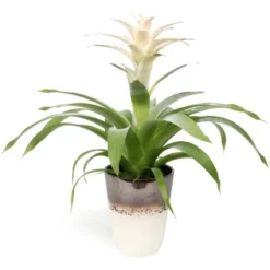 Arrangement Mit Guzmanie In Weißbrauner Keramik Topf-Ø Ca. 13 Cm