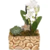 Weihnachtsarrangement Mit Orchideen Im Holz-Gefäß Topf-Ø Ca. 23 Cm