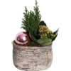 Weihnachsarrangement Mit Flammendem Käthchen Im Beton-Gefäß Topf-Ø Ca. 14 Cm -Günstiges Heissner Geschäft 8719194143784 4883 1