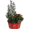 Weihnachtsarrangement Im Zink-Gefäß Topf-Ø Ca. 19 Cm