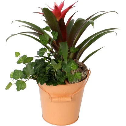 Guzmanien-Arrangement Im Zinkeimer Topf-Ø Ca. 16 Cm 3 Guzmanien-Arrangement Im Zinkeimer Topf-Ø Ca. 16 Cm