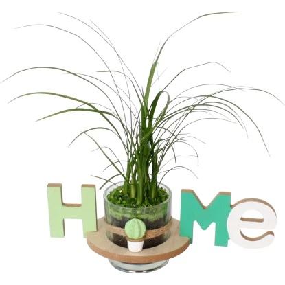 Arrangement Flaschenbaum Im "Home"-Gefäß Topf-Ø Ca. 25 Cm 3 Arrangement Flaschenbaum Im "Home"-Gefäß Topf-Ø Ca. 25 Cm