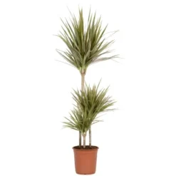 Grünpflanzen Verschiedene Sorten Höhe Ca. 90-120 Cm Topf-Ø Ca. 21 Cm