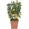 Zitrone Topf-Ø Ca. 15 Cm Citrus Calamondin 1 Zitrone Topf-Ø Ca. 15 Cm Citrus Calamondin -Günstiges Heissner Geschäft 8719194149687 4883 1