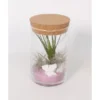 Tillandsien-Arrangement Im Korkenglas Topf-Ø Ca. 11 Cm -Günstiges Heissner Geschäft 8719194193963 4883