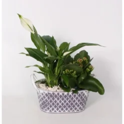 Flammendes Käthchen Und Einblatt Im Zink-Gefäß Topf-Ø Ca. 18 Cm -Günstiges Heissner Geschäft 8719194194014 4883 2