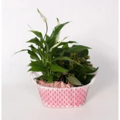 Flammendes Käthchen Und Einblatt Im Zink-Gefäß Topf-Ø Ca. 18 Cm -Günstiges Heissner Geschäft 8719194194014 4883 3