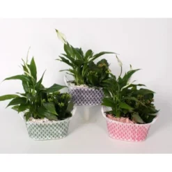 Flammendes Käthchen Und Einblatt Im Zink-Gefäß Topf-Ø Ca. 18 Cm -Günstiges Heissner Geschäft 8719194194014 4883 4