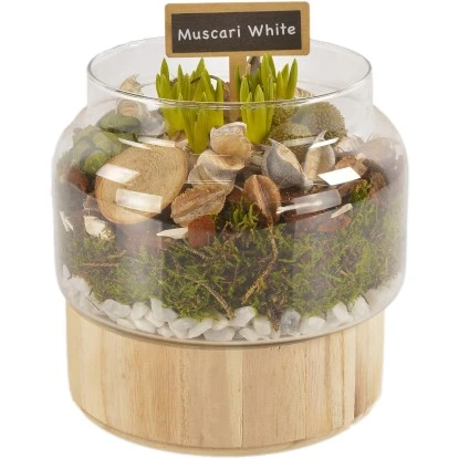 Frühlingsarrangement Mit Traubenhyazinthen Weiß Im Glasgefäß Topf-Ø Ca. 17 Cm 3 Frühlingsarrangement Mit Traubenhyazinthen Weiß Im Glasgefäß Topf-Ø Ca. 17 Cm