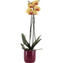 Schmetterlingsorchidee 2-Trieber Vers. Farben Im Keramik-Gefäß Topf Ø Ca. 12 Cm -Günstiges Heissner Geschäft 8719194198210 4883 2