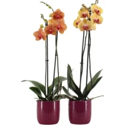 Schmetterlingsorchidee 2-Trieber Vers. Farben Im Keramik-Gefäß Topf Ø Ca. 12 Cm -Günstiges Heissner Geschäft 8719194198210 4883 3