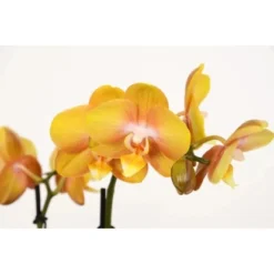 Schmetterlingsorchidee 2-Trieber "Gold Las Vegas" Im Beton-Gefäß Topf-Ø Ca. 12cm -Günstiges Heissner Geschäft 8719194198227 4883 2