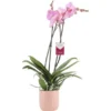 Schmetterlingsorchidee "Sacramento" 2-Trieber Rosa Im Rosafarbenen Keramik-Gefäß -Günstiges Heissner Geschäft 8719194198302 4883