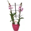 Bambus-Orchidee "Sa-Nook" 2-Trieber Rosa Im Keramik-Gefäß Topf-Ø Ca. 12 Cm -Günstiges Heissner Geschäft 8719194198326 4883