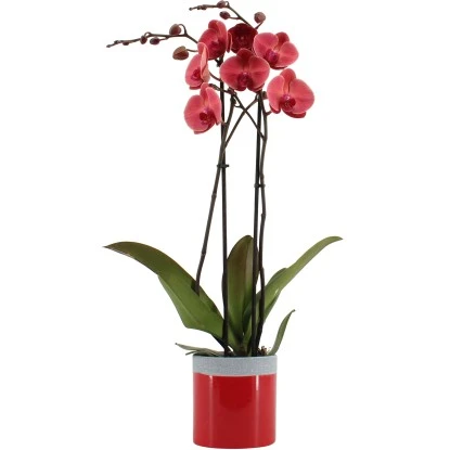 Schmetterlingsorchidee "Asian Coral" 2-Trieber Im Keramik-Gefäß Topf-Ø Ca. 12 Cm 3 Schmetterlingsorchidee "Asian Coral" 2-Trieber Im Keramik-Gefäß Topf-Ø Ca. 12 Cm