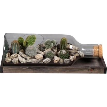 Kaktus-Arrangement In Glasflasche Topf-Länge Ca. 48 Cm 3 Kaktus-Arrangement In Glasflasche Topf-Länge Ca. 48 Cm