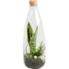 Sansevieria-Arrangement Im Glas-Gefäß Topf-Ø Ca. 15 Cm