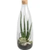 Aloe-Arrangement Im Glas-Gefäß Topf-Ø Ca. 15 Cm