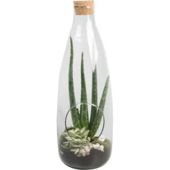 Aloe-Arrangement Im Glas-Gefäß Topf-Ø Ca. 15 Cm