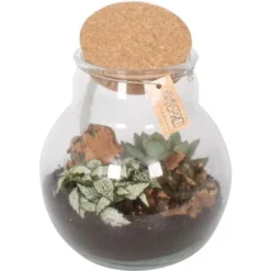 Pflanzen-Arrangement Im Korken-Glas Topf-Ø Ca. 18 Cm 6 Pflanzen-Arrangement Im Korken-Glas Topf-Ø Ca. 18 Cm -Günstiges Heissner Geschäft 8719194200180 4883 2