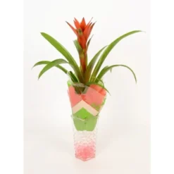 Bromelie In Glasvase Topf-Ø Ca. 6 Cm -Günstiges Heissner Geschäft 8719194201248 4883 2