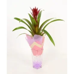 Bromelie In Glasvase Topf-Ø Ca. 6 Cm -Günstiges Heissner Geschäft 8719194201248 4883 3
