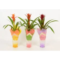 Bromelie In Glasvase Topf-Ø Ca. 6 Cm -Günstiges Heissner Geschäft 8719194201248 4883 4