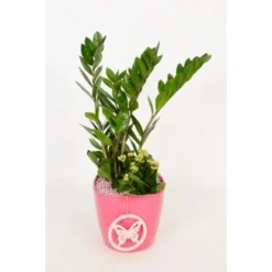 Pflanzen-Arrangement Im Keramik-Gefäß Verschiedene Farben Topf-Ø Ca. 18 Cm 7 Pflanzen-Arrangement Im Keramik-Gefäß Verschiedene Farben Topf-Ø Ca. 18 Cm -Günstiges Heissner Geschäft 8719194201262 4883 2