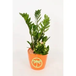 Pflanzen-Arrangement Im Keramik-Gefäß Verschiedene Farben Topf-Ø Ca. 18 Cm 8 Pflanzen-Arrangement Im Keramik-Gefäß Verschiedene Farben Topf-Ø Ca. 18 Cm -Günstiges Heissner Geschäft 8719194201262 4883 3