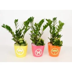 Pflanzen-Arrangement Im Keramik-Gefäß Verschiedene Farben Topf-Ø Ca. 18 Cm 9 Pflanzen-Arrangement Im Keramik-Gefäß Verschiedene Farben Topf-Ø Ca. 18 Cm -Günstiges Heissner Geschäft 8719194201262 4883 4