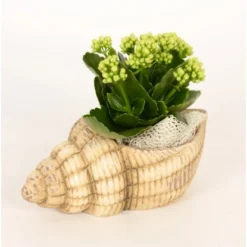 Pflanzen-Arrangement In Meerestier-Keramik Topf-Ø Ca. 20 Cm -Günstiges Heissner Geschäft 8719194201354 4883 2