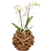 Orchideen-Arrangement Im Holz-Gefäß Topf-Ø Ca. 23 Cm -Günstiges Heissner Geschäft 8719194201644 4883