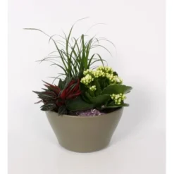 Pflanzen-Arrangement Im Keramik-Gefäß Topf-Ø Ca. 16 Cm -Günstiges Heissner Geschäft 8719194201675 4883 2
