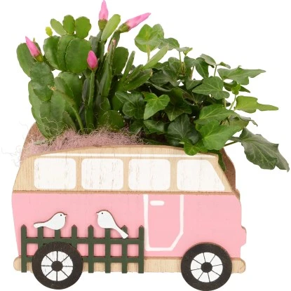 Pflanzen-Arrangment Im Holz-Bus Topf-Ø Ca. 16 Cm 3 Pflanzen-Arrangment Im Holz-Bus Topf-Ø Ca. 16 Cm