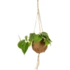 Blattpflanze Verschiedene Sorten In Kokedama-Ampel Topf-Ø Ca. 12 Cm -Günstiges Heissner Geschäft 8719194230798 4883 1
