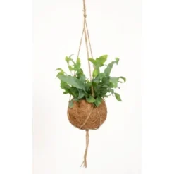 Blattpflanze Verschiedene Sorten In Kokedama-Ampel Topf-Ø Ca. 12 Cm -Günstiges Heissner Geschäft 8719194230798 4883 2