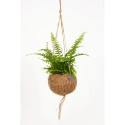 Blattpflanze Verschiedene Sorten In Kokedama-Ampel Topf-Ø Ca. 12 Cm -Günstiges Heissner Geschäft 8719194230798 4883 3