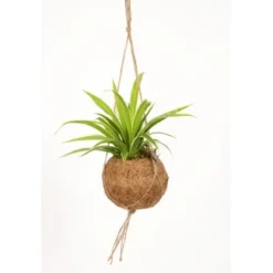 Blattpflanze Verschiedene Sorten In Kokedama-Ampel Topf-Ø Ca. 12 Cm -Günstiges Heissner Geschäft 8719194230798 4883 4