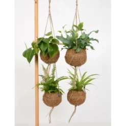 Blattpflanze Verschiedene Sorten In Kokedama-Ampel Topf-Ø Ca. 12 Cm -Günstiges Heissner Geschäft 8719194230798 4883 5