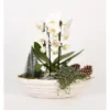 Orchideen-Arrangement Im Ovalen Keramik-Gefäß Topf-Ø Ca. 40 Cm -Günstiges Heissner Geschäft 8719194230903 4883