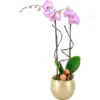Orchideen-Arrangement In Kugelkeramik Topf-Ø Ca. 15 Cm -Günstiges Heissner Geschäft 8719194230934 4883 1