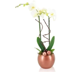Orchideen-Arrangement In Kugelkeramik Topf-Ø Ca. 15 Cm -Günstiges Heissner Geschäft 8719194230934 4883 2