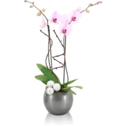 Orchideen-Arrangement In Kugelkeramik Topf-Ø Ca. 15 Cm -Günstiges Heissner Geschäft 8719194230934 4883 3