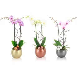 Orchideen-Arrangement In Kugelkeramik Topf-Ø Ca. 15 Cm -Günstiges Heissner Geschäft 8719194230934 4883 4