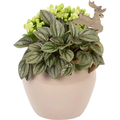 Winterliches Pflanzen-Arrangement Im Keramik-Gefäß Topf-Ø Ca. 12 Cm 3 Winterliches Pflanzen-Arrangement Im Keramik-Gefäß Topf-Ø Ca. 12 Cm