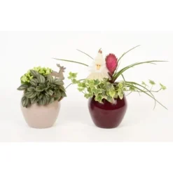 Winterliches Pflanzen-Arrangement Im Keramik-Gefäß Topf-Ø Ca. 12 Cm 7 Winterliches Pflanzen-Arrangement Im Keramik-Gefäß Topf-Ø Ca. 12 Cm -Günstiges Heissner Geschäft 8719194231078 4883 3
