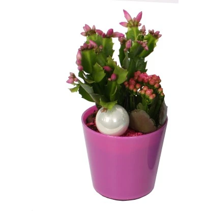 Buntes Winter-Arrangement Mit Weihnachtskaktus Im Glas-Gefäß Topf-Ø Ca. 13 Cm 4 Buntes Winter-Arrangement Mit Weihnachtskaktus Im Glas-Gefäß Topf-Ø Ca. 13 Cm – Bild 2